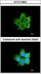Calcyclin Binding Protein antibody, LS-C186409, Lifespan Biosciences, Immunocytochemistry image 