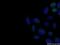 Centrin 1 antibody, 12794-1-AP, Proteintech Group, Immunofluorescence image 