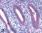 Ribosomal Protein L22 antibody, 46-296, ProSci, Enzyme Linked Immunosorbent Assay image 