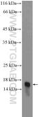 Mesencephalic Astrocyte Derived Neurotrophic Factor antibody, 10869-1-AP, Proteintech Group, Western Blot image 