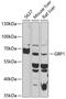 Guanylate Binding Protein 1 antibody, 19-195, ProSci, Western Blot image 