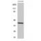 Eukaryotic translation initiation factor 3 subunit F antibody, LS-C383300, Lifespan Biosciences, Western Blot image 