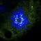Mitotic checkpoint serine/threonine-protein kinase BUB1 beta antibody, ab28193, Abcam, Immunofluorescence image 