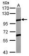 EK8 antibody, LS-B16453, Lifespan Biosciences, Western Blot image 