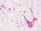 Trace Amine Associated Receptor 5 antibody, NLS319, Novus Biologicals, Immunohistochemistry paraffin image 