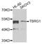 Transforming Growth Factor Beta Regulator 1 antibody, abx006434, Abbexa, Western Blot image 