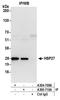 Heat Shock Protein Family B (Small) Member 1 antibody, A304-710A, Bethyl Labs, Immunoprecipitation image 