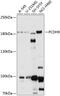 Protocadherin 9 antibody, 15-712, ProSci, Western Blot image 