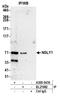 N-Glycanase 1 antibody, A305-547A, Bethyl Labs, Immunoprecipitation image 