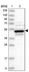 Doublecortin Domain Containing 2 antibody, NBP2-38184, Novus Biologicals, Western Blot image 
