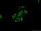 Splicing Factor SWAP antibody, 24705-1-AP, Proteintech Group, Immunofluorescence image 