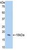 Fibrillin 1 antibody, LS-C698769, Lifespan Biosciences, Western Blot image 