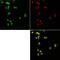 Nucleoporin 35 antibody, NB100-93322, Novus Biologicals, Immunocytochemistry image 