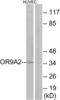 Olfactory Receptor Family 9 Subfamily A Member 2 antibody, LS-C120925, Lifespan Biosciences, Western Blot image 
