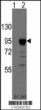 TBR2 antibody, TA300086, Origene, Western Blot image 
