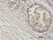 Zinc Finger Protein 92 antibody, LS-C133845, Lifespan Biosciences, Immunohistochemistry frozen image 