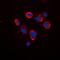 ATPase H+ Transporting Accessory Protein 2 antibody, orb214967, Biorbyt, Immunofluorescence image 