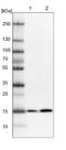 RWD Domain Containing 4 antibody, NBP1-84743, Novus Biologicals, Western Blot image 