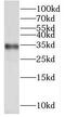 Pyrroline-5-Carboxylate Reductase 1 antibody, FNab06969, FineTest, Western Blot image 