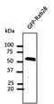 RAB28, Member RAS Oncogene Family antibody, orb11632, Biorbyt, Western Blot image 