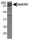 Low-density lipoprotein receptor-related protein 8 antibody, PA1-16913, Invitrogen Antibodies, Western Blot image 