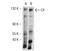 CO4 antibody, NB200-541, Novus Biologicals, Western Blot image 