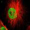 SURP And G-Patch Domain Containing 1 antibody, HPA004890, Atlas Antibodies, Immunofluorescence image 