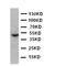 Ectodysplasin A antibody, LS-C312715, Lifespan Biosciences, Western Blot image 