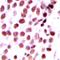 Death Inducer-Obliterator 1 antibody, LS-C368874, Lifespan Biosciences, Immunohistochemistry frozen image 