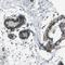 Zinc Finger Protein 184 antibody, NBP1-86159, Novus Biologicals, Immunohistochemistry paraffin image 