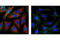 Ribosomal Protein S6 antibody, 2317S, Cell Signaling Technology, Immunofluorescence image 