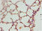 Heparin-binding growth factor 2 antibody, A52313-100, Epigentek, Immunohistochemistry paraffin image 