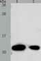 ADF antibody, TA322864, Origene, Western Blot image 