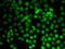 Protein Arginine Methyltransferase 2 antibody, 19-890, ProSci, Immunofluorescence image 