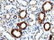 Quinolinate Phosphoribosyltransferase antibody, LS-C115527, Lifespan Biosciences, Immunohistochemistry paraffin image 