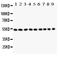 Desmin antibody, LS-C343970, Lifespan Biosciences, Western Blot image 