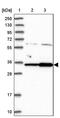 Cms1 Ribosomal Small Subunit Homolog antibody, PA5-60138, Invitrogen Antibodies, Western Blot image 