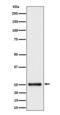 High mobility group protein B3 antibody, M02834-2, Boster Biological Technology, Western Blot image 