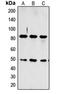Cholecystokinin A Receptor antibody, orb315761, Biorbyt, Western Blot image 