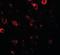 Class II Major Histocompatibility Complex Transactivator antibody, orb94726, Biorbyt, Immunocytochemistry image 