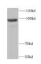 Hexokinase 3 antibody, FNab03894, FineTest, Western Blot image 