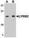 LYR Motif Containing 2 antibody, orb75385, Biorbyt, Western Blot image 