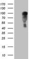 Nuclear Receptor Subfamily 3 Group C Member 1 antibody, TA806187, Origene, Western Blot image 