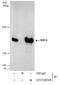 Structural maintenance of chromosomes protein 4 antibody, GTX129509, GeneTex, Immunoprecipitation image 