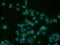 Gal-4 antibody, 13391-1-AP, Proteintech Group, Immunofluorescence image 