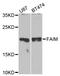 Fas apoptotic inhibitory molecule 1 antibody, LS-C331061, Lifespan Biosciences, Western Blot image 