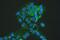 Major Vault Protein antibody, A00642-1, Boster Biological Technology, Immunofluorescence image 