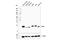 Superoxide Dismutase 1 antibody, 37385S, Cell Signaling Technology, Western Blot image 