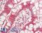 Villin 1 antibody, LS-B13880, Lifespan Biosciences, Immunohistochemistry paraffin image 