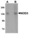 Protein NLRC3 antibody, LS-B5326, Lifespan Biosciences, Western Blot image 